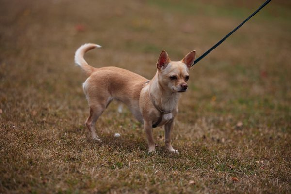 Descubre los Beneficios Clave de Implementar Blockchain en la Gestión de Cadenas de Suministro