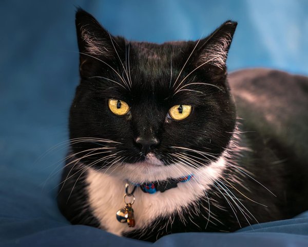 Guía Creativa para Crear un Jardín de Meditación con Elementos Naturales