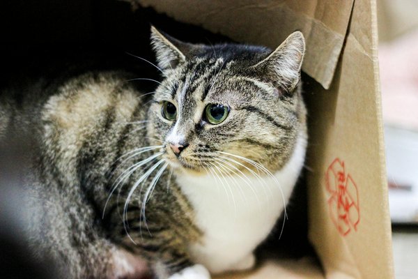 Consejos Efectivos para Evitar Lesiones de Espalda Baja en Levantadores de Pesas